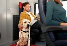 带宠物乘坐火车的指南（如何安全愉快地带狗狗乘坐火车）