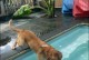 如何训练金毛犬游泳能力（以宠物为主，打造健康快乐的金毛伙伴）