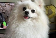 长睫毛狗的优美风采（探寻迷人长睫毛狗的品种多样性）