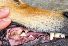 贵宾犬为什么会有口臭？（探究贵宾犬口臭的原因及预防方法）