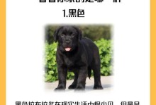 这6种狗狗寿命最长，你家狗狗在其中吗？（发现哪些狗狗可以陪伴你更久）