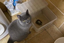 猫咪为什么不喜欢亲近人类？（探究猫咪独立性的原因及其与人类相处的挑战）