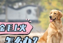 如何缓解金毛的上火问题？（金毛上火吃点什么好，让你的宠物更健康）