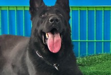 东德牧羊犬与西德牧羊犬（探讨两种牧羊犬的价格差异和市场需求）