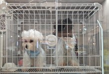 茶杯狗（迷你伴侣，迷人小型犬的魅力）