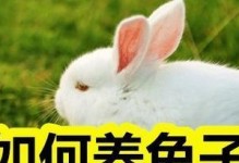 兔子的买回与养护要注意的事项（兔子购买前要了解的关键信息及养护要点）