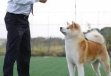 秋田犬为何不走？（探秘秋田犬特殊行为习性的原因）