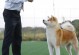 秋田犬为何不走？（探秘秋田犬特殊行为习性的原因）