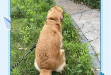 金毛犬老化征兆及适当的关爱（探寻金毛犬老化过程中的征兆以及如何为其提供适当的关爱）