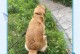 金毛犬老化征兆及适当的关爱（探寻金毛犬老化过程中的征兆以及如何为其提供适当的关爱）