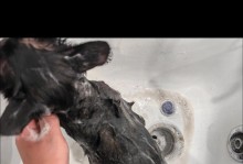 猫猫的洗澡频率及注意事项（如何正确给猫猫洗澡，让它们保持健康和干净）