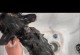 猫猫的洗澡频率及注意事项（如何正确给猫猫洗澡，让它们保持健康和干净）