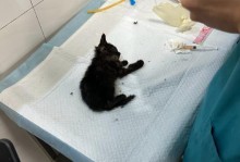 小猫被扔，生存期限有多久？（“小猫”是多久？）