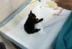 小猫被扔，生存期限有多久？（“小猫”是多久？）