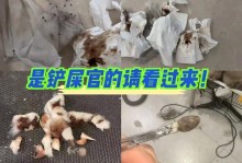 狗狗长耳螨的症状及治疗方法（了解狗狗长耳螨的症状与预防措施）