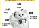 英短的含义及特点（探索英短猫咪的魅力和养护知识）
