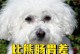三个月大比熊犬的饮食之道（选择适宜的狗粮保证比熊犬健康成长）