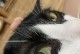 揭秘猫咪眼睛内眼皮上的小泡（探究眼疾背后的真相，呵护猫咪的健康）