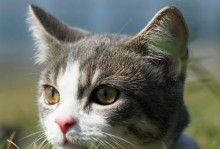 猫可以吃酸奶吗？（酸奶对猫有哪些益处？）