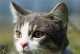 猫可以吃酸奶吗？（酸奶对猫有哪些益处？）