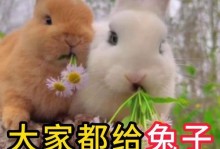 兔子的食谱（兔子都能吃什么？探索适合兔子的食物种类及其营养价值）