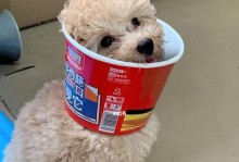 泰迪狗的饮食要点——健康饮食方式（如何为泰迪狗提供营养丰富的饮食）