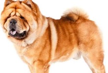 探讨扁脸犬种的特点与魅力（寻找最适合你的扁脸犬伴侣）