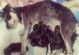 金毛犬怀孕期间刨土的重要性（了解金毛犬怀孕期间刨土的关键信息）