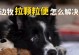 边牧饮食指南（养一只边牧，从饮食开始）