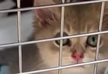 深入了解猫艾滋（探究猫艾滋病的危害性及保护猫咪免受感染的方法）