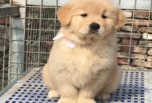 金毛纯种犬的魅力与特点（探索金毛纯种犬的外貌、性格和训练技巧）