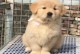 金毛纯种犬的魅力与特点（探索金毛纯种犬的外貌、性格和训练技巧）
