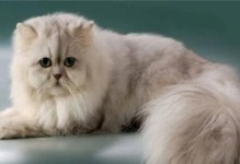 波斯猫洗澡的正确方法与注意事项（波斯猫洗澡的必备知识及注意事项）