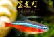 宝莲灯鱼与上层鱼的美食搭配之道（以宝莲灯鱼为主角，探索与上层鱼的绝佳组合）