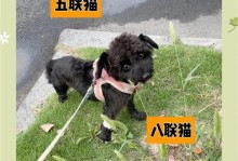 狗狗三针保命疫苗的重要性（打疫苗才有用，为宠物健康护航）