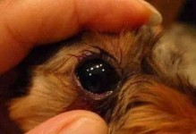 解决狗狗泪痕问题的有效方法（以宠物为主，轻松消除泪痕）