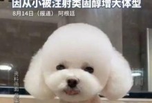 贵妇狗的饮食习惯（了解贵妇狗的食物喜好，让它们健康快乐）