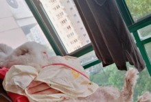 兔子毛色变浅的原因剖析（探寻兔子毛色变浅的原因及其关键因素）