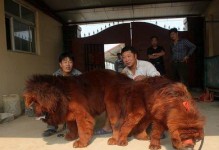 以藏獒是什么配种？（了解以藏獒的配种特点及其影响）