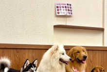 为七八个月的金毛犬补充营养，让它健康成长（合理补充七八个月金毛犬的营养需求，它会更活泼可爱）
