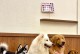 为七八个月的金毛犬补充营养，让它健康成长（合理补充七八个月金毛犬的营养需求，它会更活泼可爱）