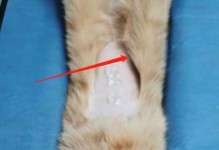 小猫被摔到肚子后可能会导致呕吐（了解宠物的健康状况，避免意外伤害）