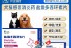 猫坠楼后急救药物的选择与应用（保护猫咪的关键——选择正确的急救药物）