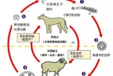 如何正确饲养以帕特大勒梗为宠物（从喂食到运动全方位指南，让你的犬只健康成长）