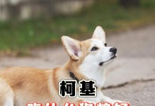 柯基的饮食秘诀（柯基饲养指南及饮食建议）