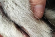 狗狗下嘴唇出现白色点点，可能的原因及处理方法（了解狗狗下嘴唇白色点点的原因，提供相关的处理方法）