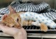 如何处理宠物猫咪骨折伤口溃烂？（教你正确处理宠物伤口，让它们更健康）