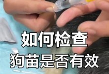 幼犬打疫苗的重要性（宠物保健知识，从幼犬开始）