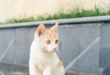 黄白色猫咪的品种及特征（探索黄白色猫咪的魅力与迷人之处）