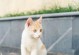 黄白色猫咪的品种及特征（探索黄白色猫咪的魅力与迷人之处）